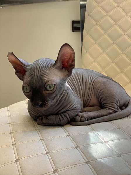 Sphynx Мальчик Двэльф Male dwelf в Москве фото 5