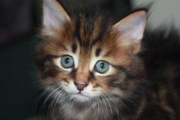 Котята курильского бобтейла в Астрахани фото 15