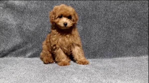 Poodle. Boy and girl's в фото 3
