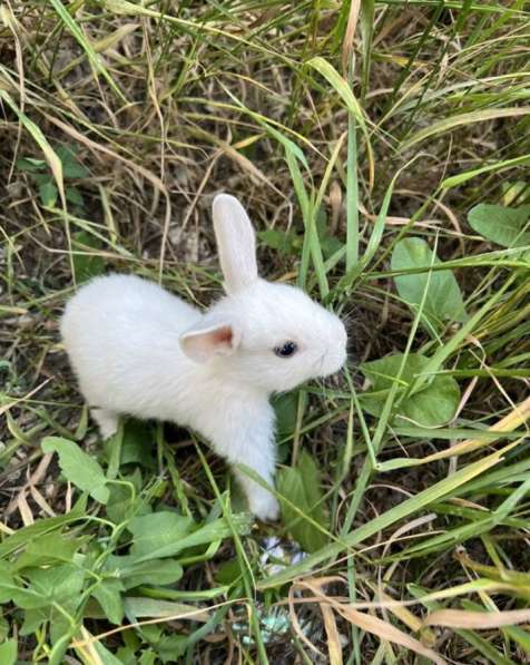 Карликовый кролик в Саратове фото 8