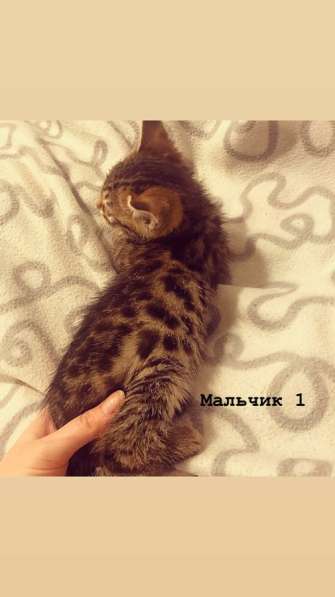 Бенгальские котята в Санкт-Петербурге фото 9