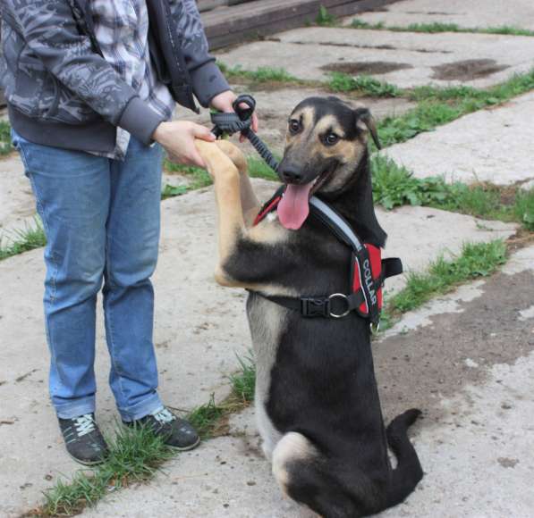 Плюшевый щенок подросток Арчи ждет свою семью в Москве
