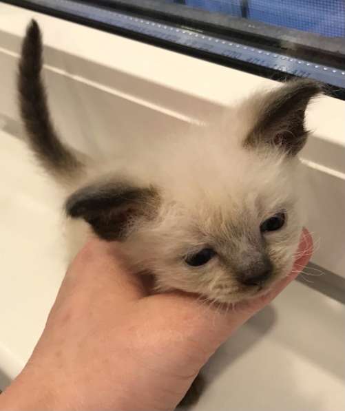 Европейская Бурма котенок лилового окраса в Санкт-Петербурге фото 12