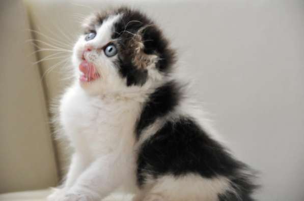 Шикарные котята скоттиш-фолд в Екатеринбурге фото 8
