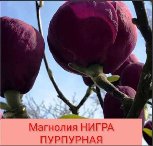 Магнолии повторно цветущее в Краснодаре фото 10