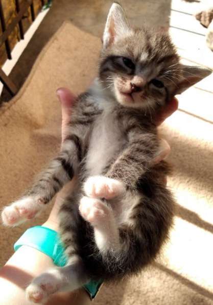 Элитная Бенгальские Снежный барс котятки в Санкт-Петербурге фото 57