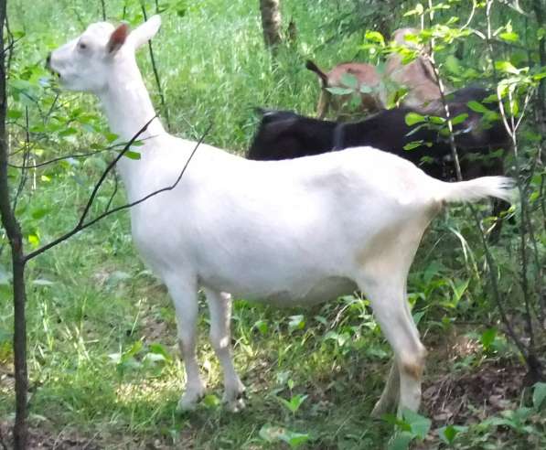 Чистопородные зааненские козлики в Голицыне фото 17