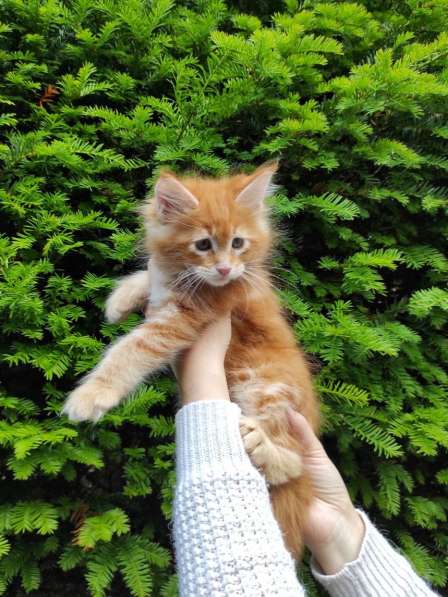 Meincoon мейн кун котята в фото 18