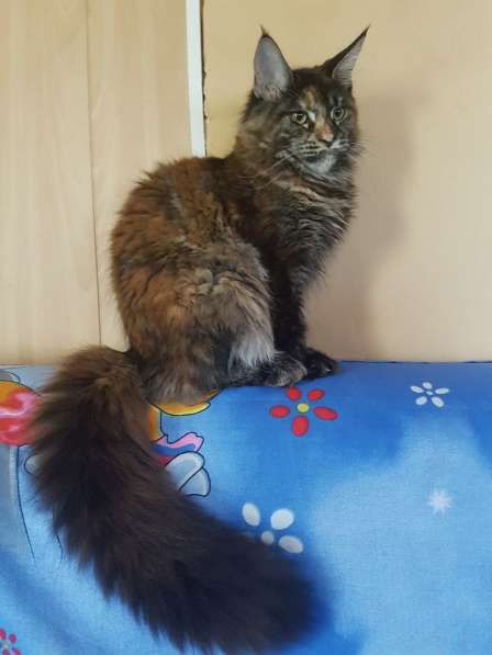 Взрослые девочки из питомника, возможно в совладение в Екатеринбурге фото 30