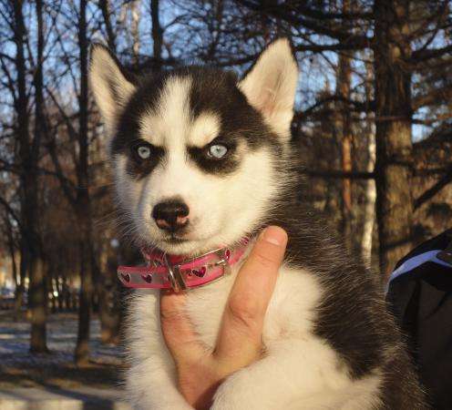 Щенок хаски - девочка в Москве