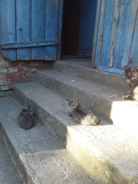 Котята в Калининграде фото 3