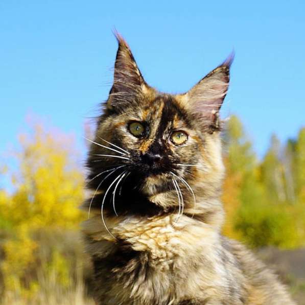 Шикарные котята-рысята породы Мейн Кун из питомника