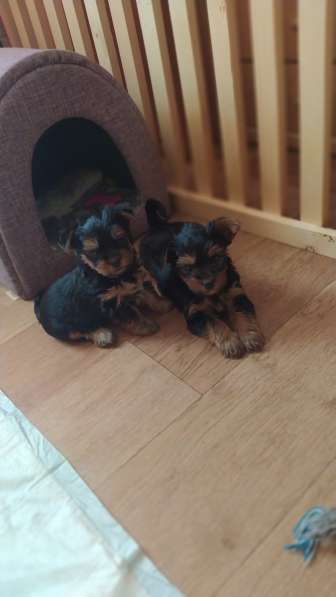 Продам щенков мини йоркширский терьер в фото 6
