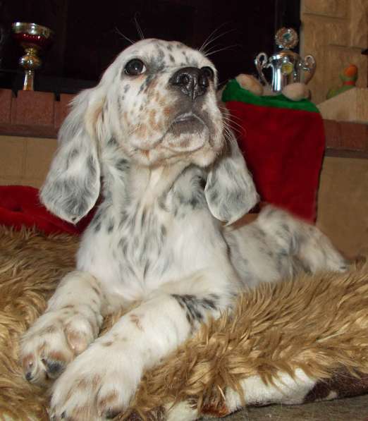 Английский сеттер щенки из элитного питомника в Москве фото 116