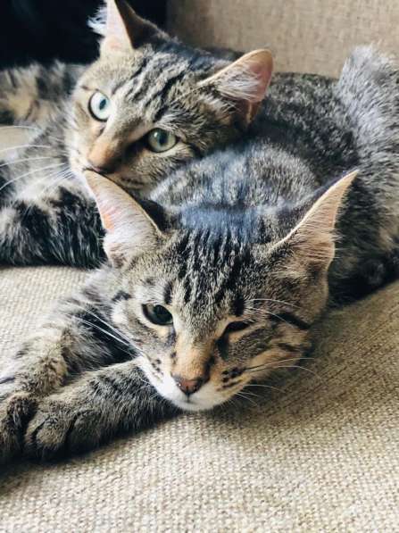 Мурлыка-котенок с дефектом глазика очень ищет дом в Санкт-Петербурге фото 16