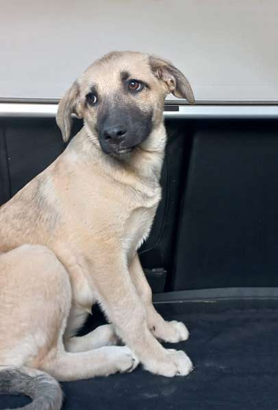 Две девчушки-красотушки и храбрый братик в Москве фото 7