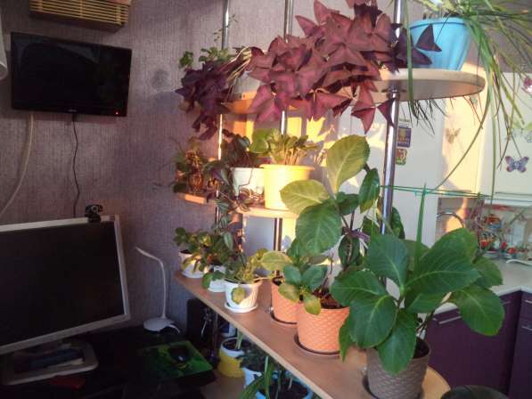 ПРОДАМ 2-Х КОМНАТНУЮ КВАРТИРУ СТУДИЮ С МЕБЕЛЬЮ в Новосибирске фото 26