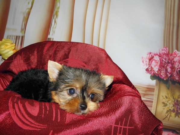 Мальчики йоркширского терьера в Москве фото 14