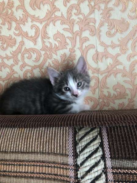 Котята в добрые руки в Москве фото 15