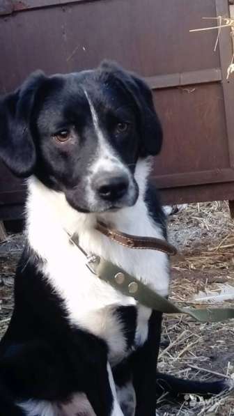 Отдаю собаку в добрые руки в Саратове фото 21