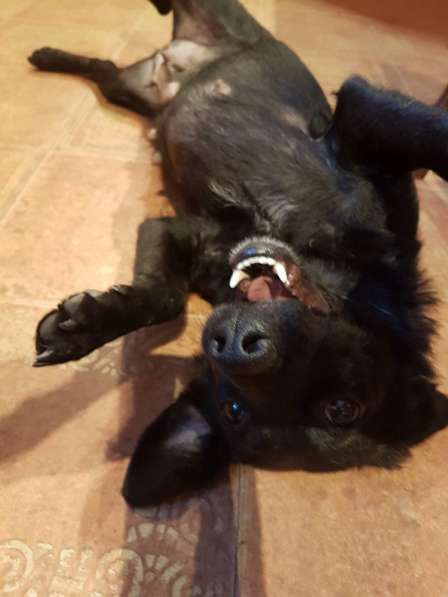 Маленькая собачка Боня ищет семью! в Москве фото 11