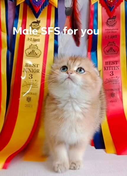 SFS ny11 в фото 17