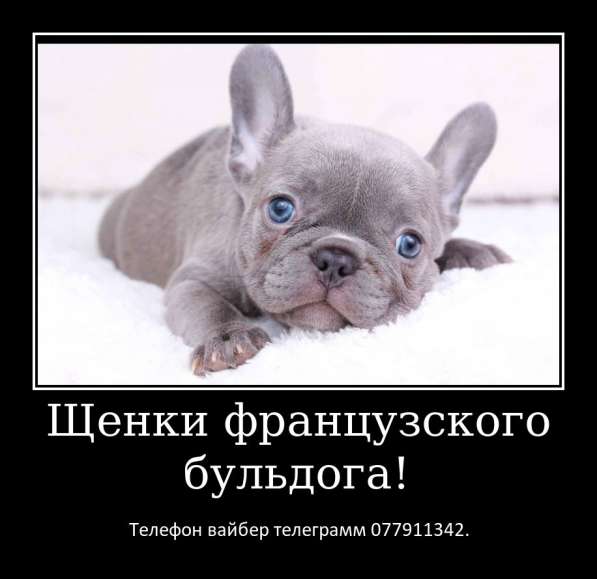 Лучший Новогодний подарок это щенок французкого бульдога! в фото 10