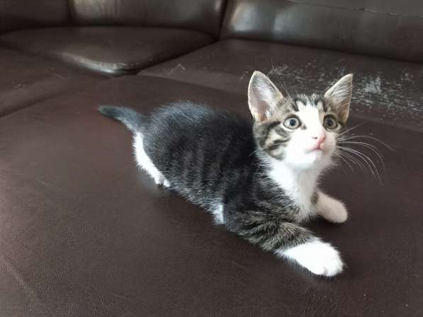 Котята в Кирове фото 4
