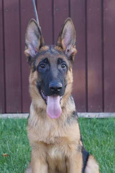 Продаются щенки немецкой овчарки в Краснодаре в Краснодаре фото 7