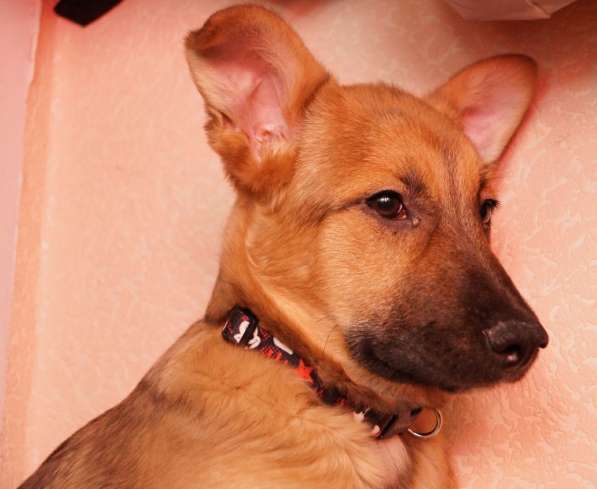 Ника, семейная собака ищет дом в Бронницах фото 21