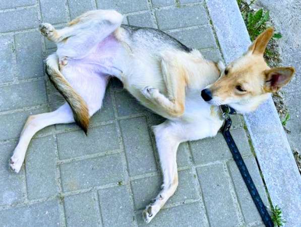 2-летняя Элли ждёт своих мампап в Москве