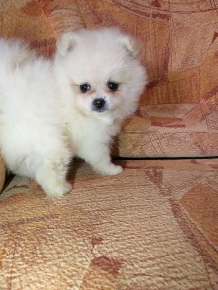 Шикарные щенки померанского шпица из питомника - медвежий ти в фото 3