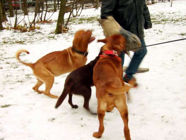 Дрессировка собак у зоопсихолога в Москве фото 10