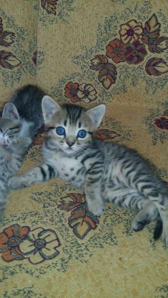 Подарю котят в Ростове-на-Дону фото 8