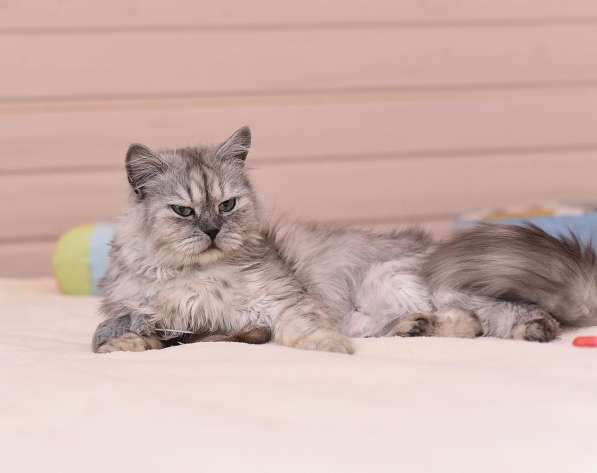 Кошечка Ариель ищет дом в Домодедове фото 5