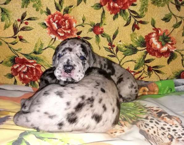 Щенки немецкого дога в Кургане