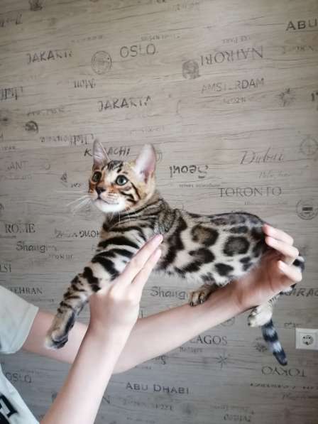 Бенгальский котенок в Москве фото 5