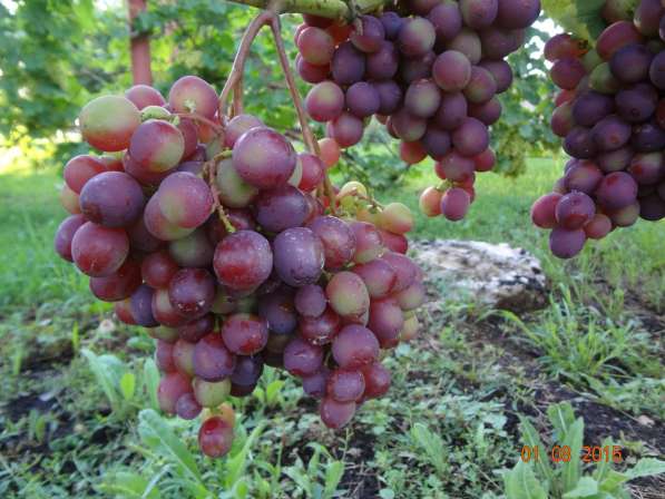Черенки винограда столовых и винных сортов в Тамбове фото 5