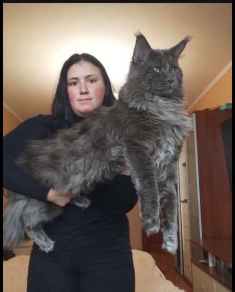 Котята породы Мейн Кун в Москве фото 11