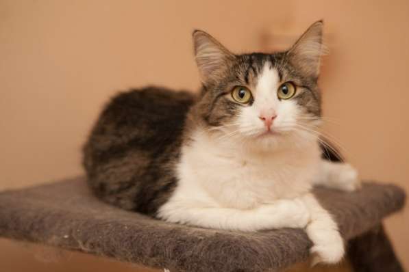 В поисках уютного дома застенчивая кошечка Кларисса в Москве фото 4