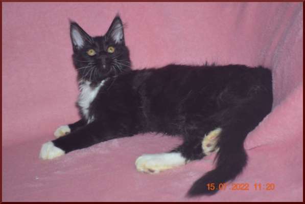 Роскошный черный котик мейн-кун из питомника в Астрахани фото 11