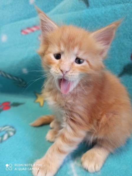 Продажа котят мейн кунов в Снежинске фото 16