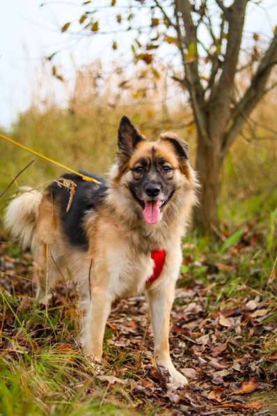 Веселушка Лизка в Москве