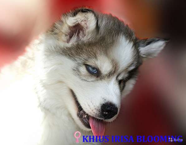 Щенки хаски в Санкт-Петербурге фото 15