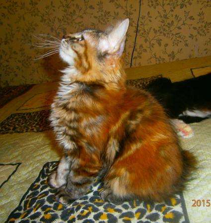 Котенок уникальной породы в Тюмени фото 5