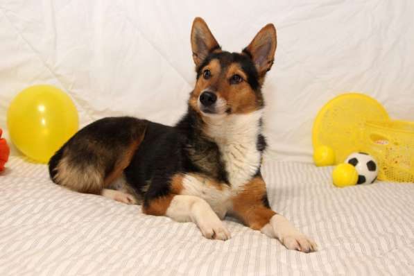 Малышка Лиса-Алиса в дар в Москве фото 3