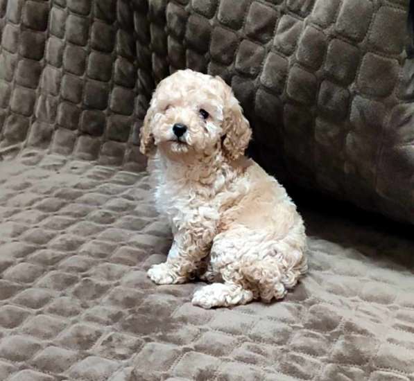 Poodle. Apricot boy в фото 7