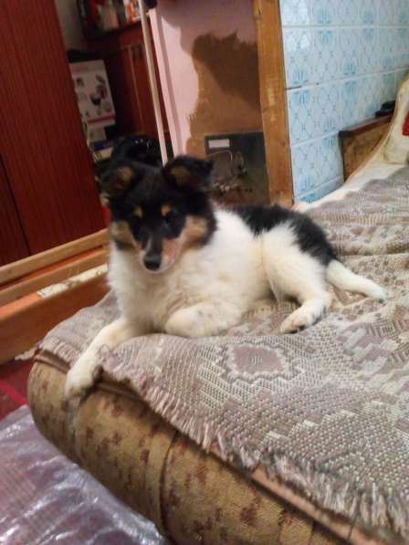 Щенки шелти в Астрахани в Астрахани фото 13