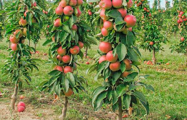 Продам крупномерные яблоневые деревья в Уфе фото 3