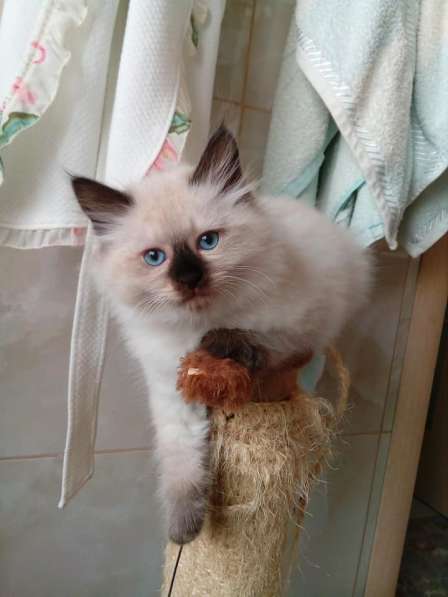 Hypoallergenic Kittens for Sale from Russia в Ставрополе фото 3